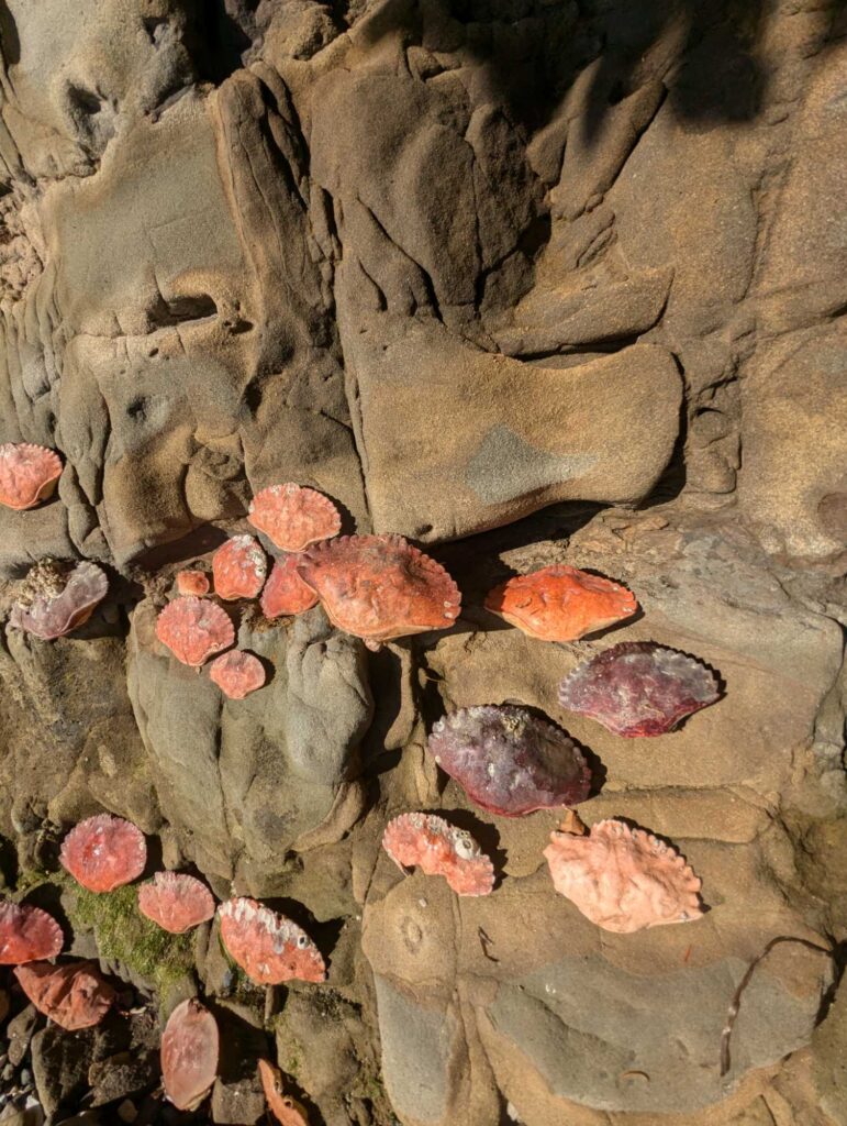 a group of red and white rocks (MyCoast AI)
