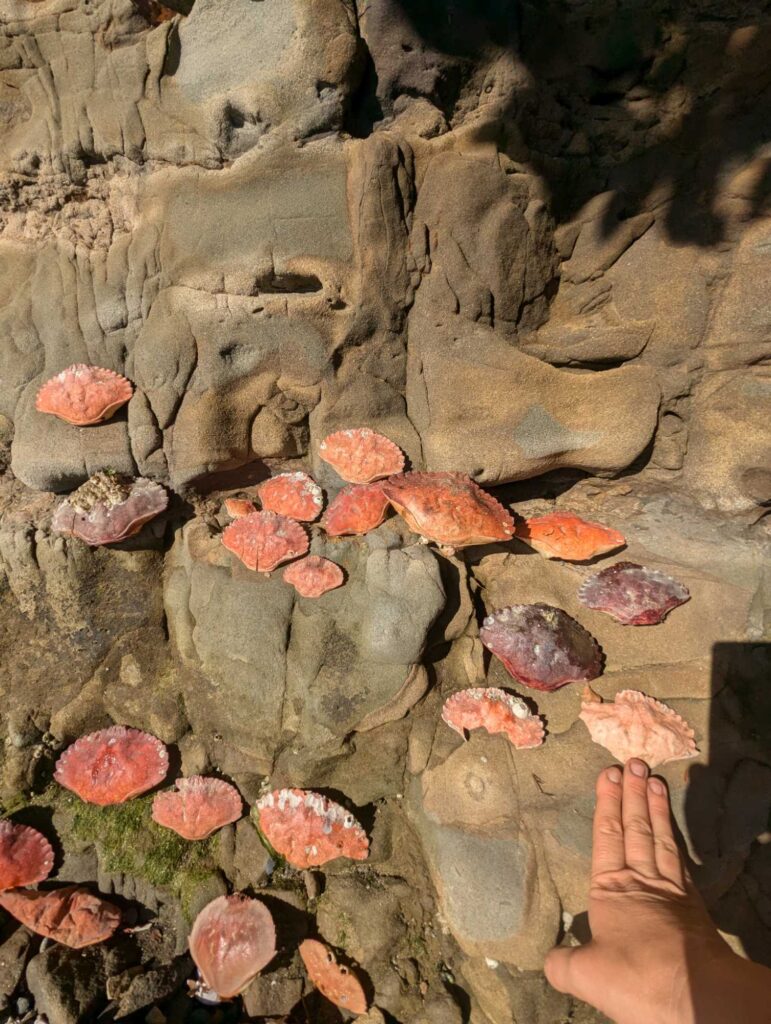 a hand reaching towards a pile of red mushrooms (MyCoast AI)