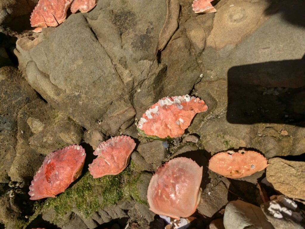 a group of red mushrooms (MyCoast AI)