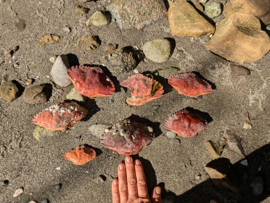 a hand holding a small red and white object above a rocky surface (MyCoast AI)