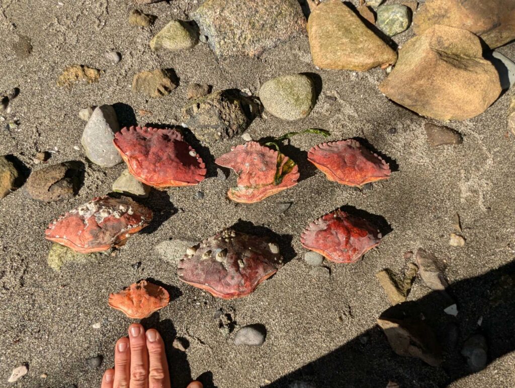 a group of red and white objects on a rocky surface (MyCoast AI)