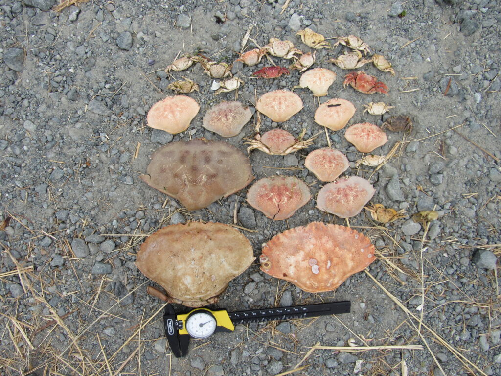 a group of rocks and a tool on the ground (MyCoast AI)