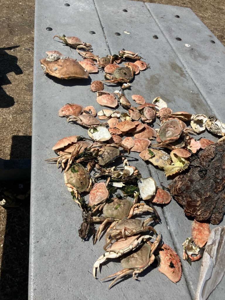 a pile of small mushrooms (MyCoast AI)