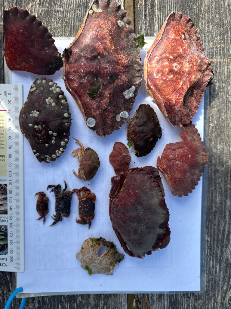 a group of pieces of meat on a white plate (MyCoast AI)