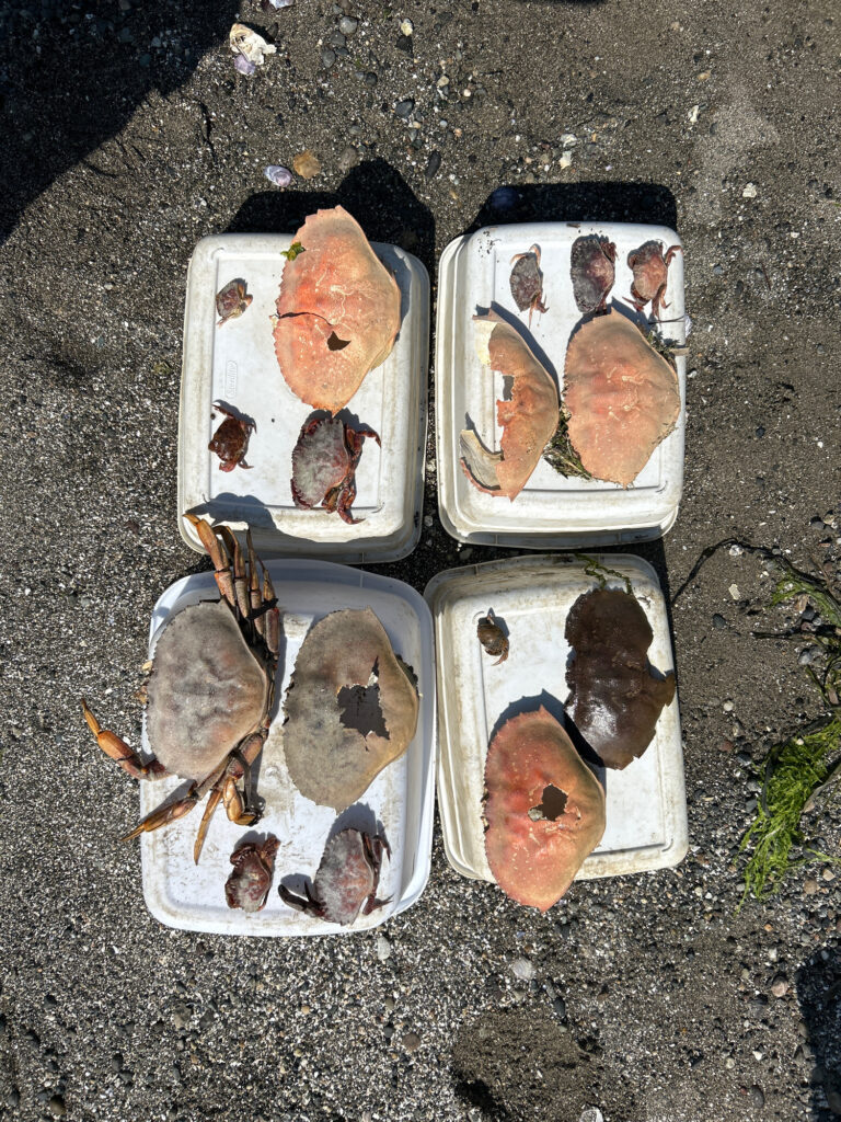 a group of mussels in containers on the ground (MyCoast AI)