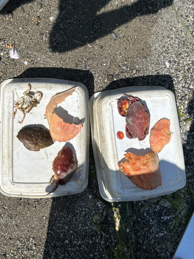 a couple of trays of food (MyCoast AI)