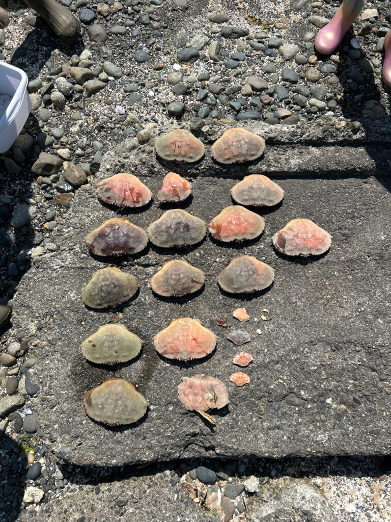 a group of rocks on a rocky surface (MyCoast AI)