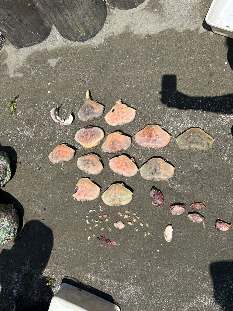 a group of small rocks (MyCoast AI)