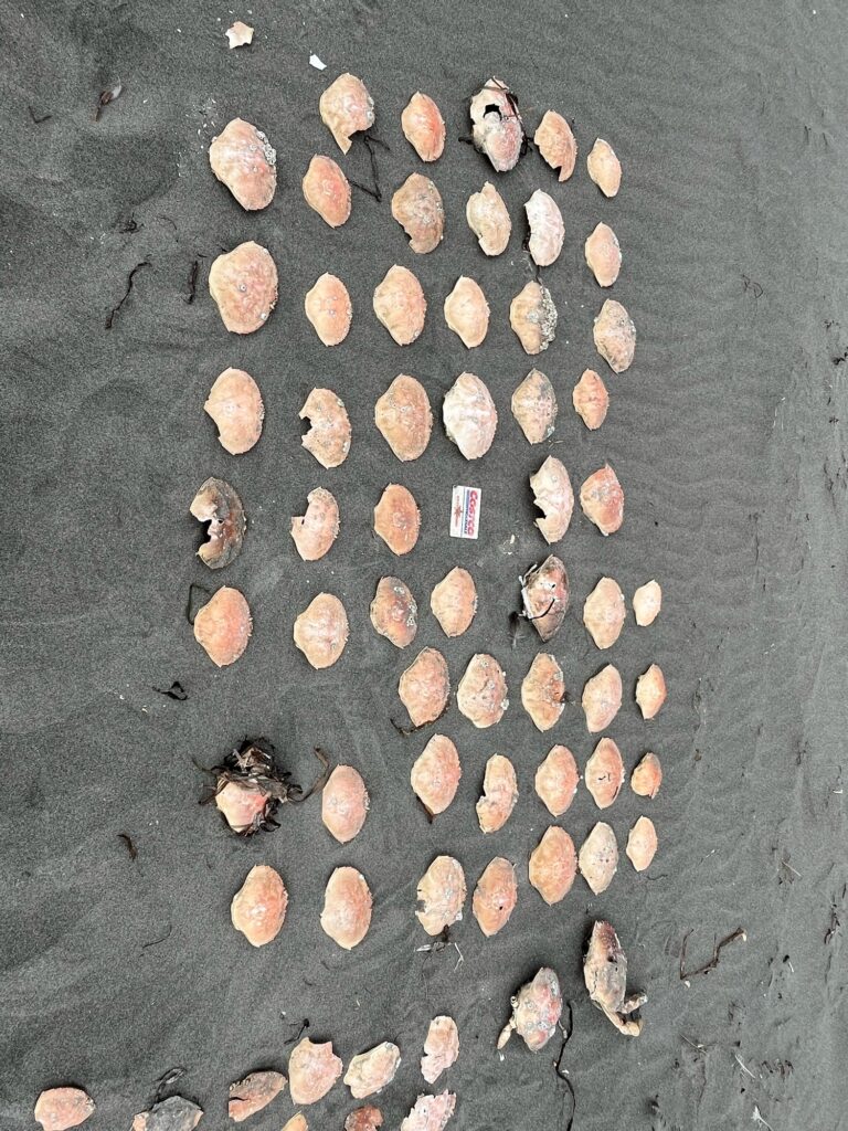 a group of small rocks (MyCoast AI)
