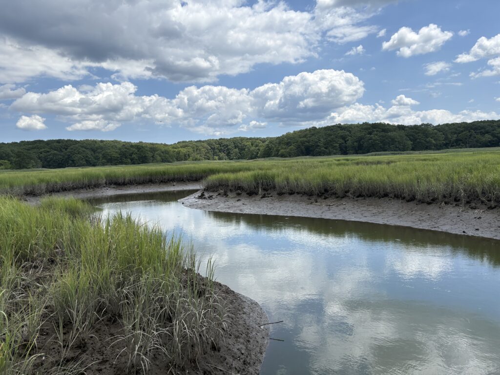 a river with grass and trees (MyCoast AI)
