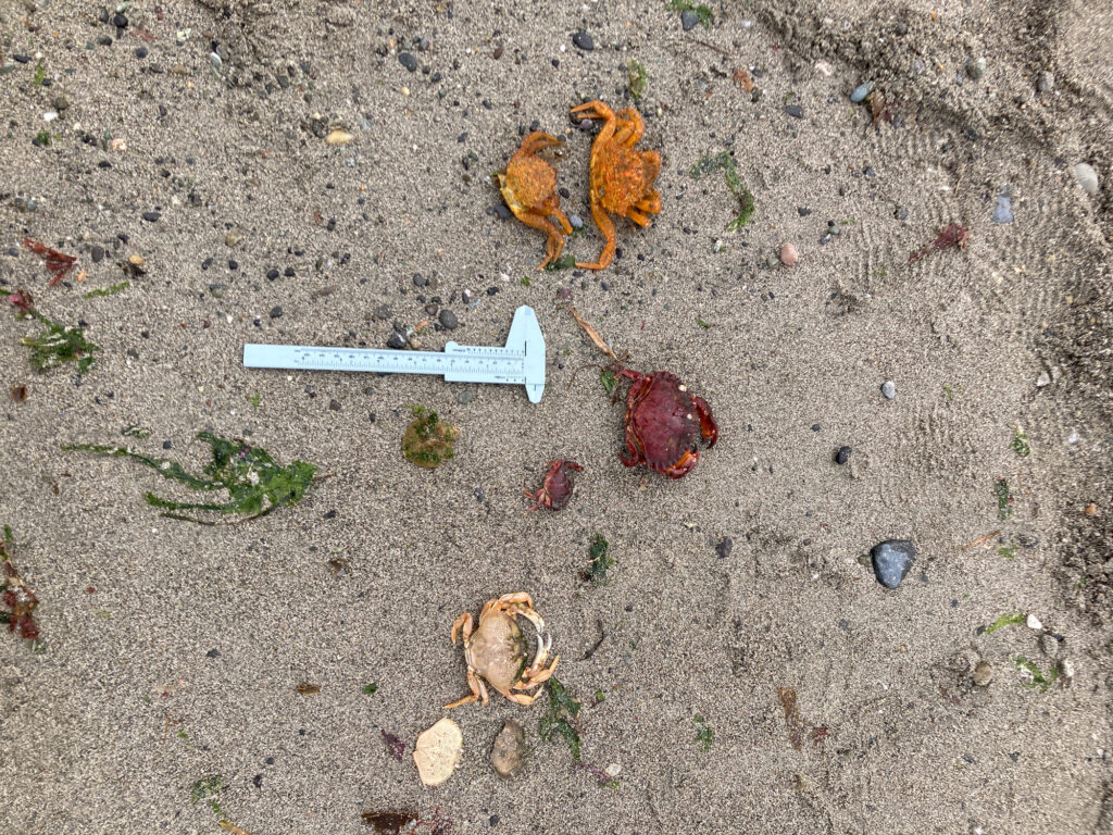 a group of bugs on the ground (MyCoast AI)