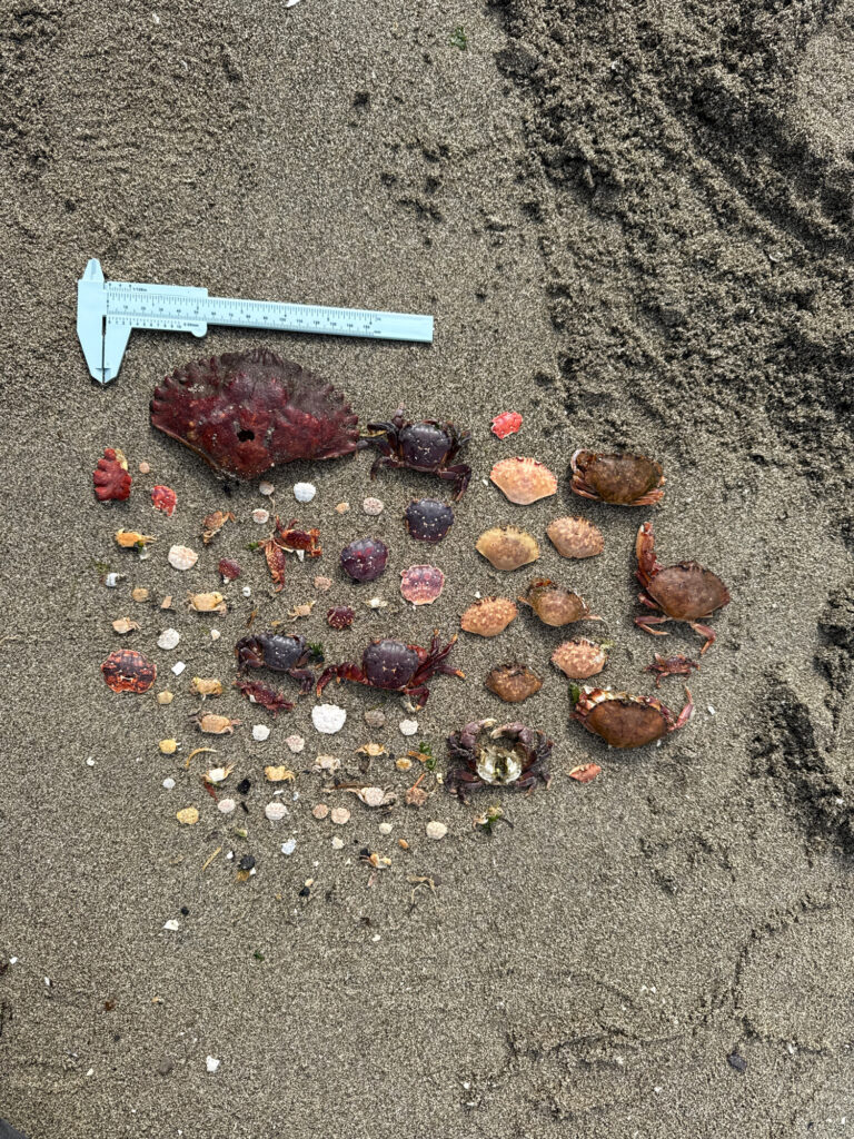 a group of rocks on the ground (MyCoast AI)