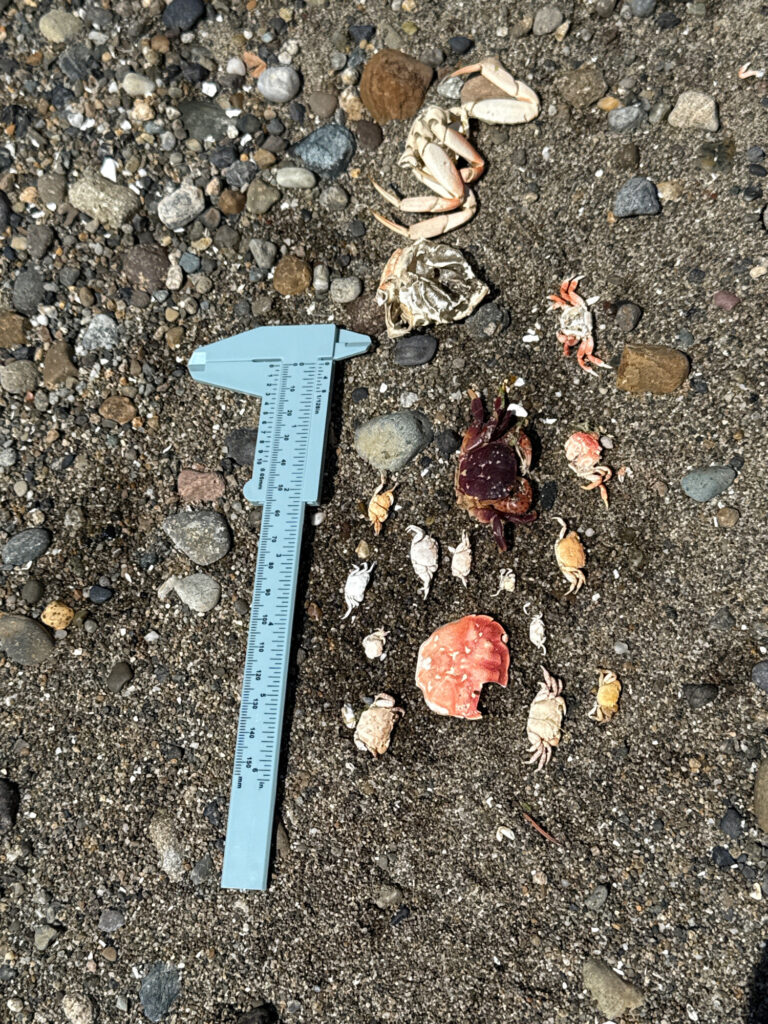a blue plastic knife on the ground (MyCoast AI)