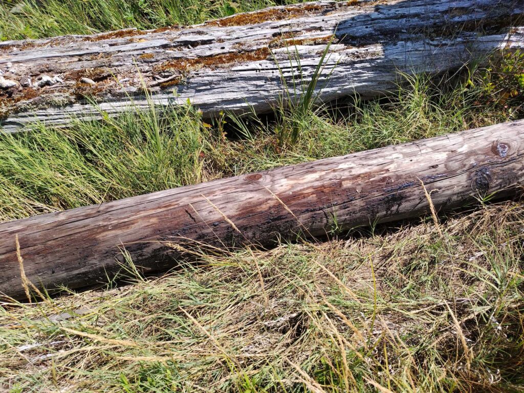 a log in the grass (MyCoast AI)