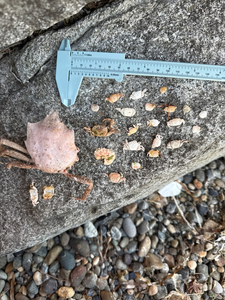 a knife on the ground (MyCoast AI)