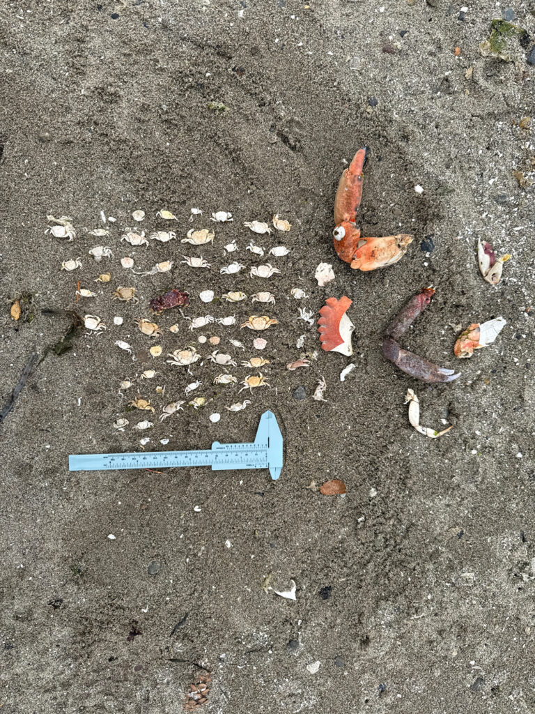 a group of shells on the ground (MyCoast AI)