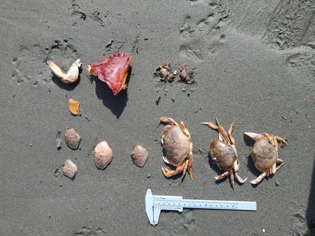 a group of sea shells on the sand (MyCoast AI)