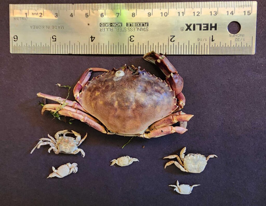 a crab on a table (MyCoast AI)