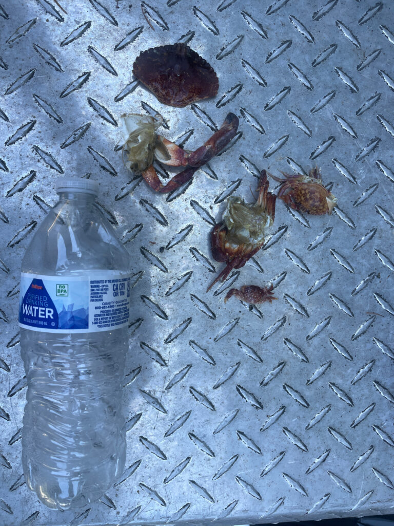 a group of bees on a concrete surface next to a water bottle (MyCoast AI)