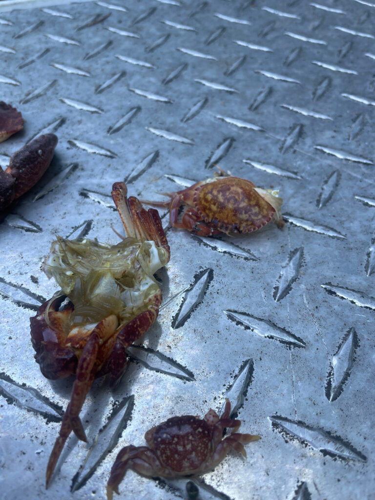 a crab on a concrete surface (MyCoast AI)