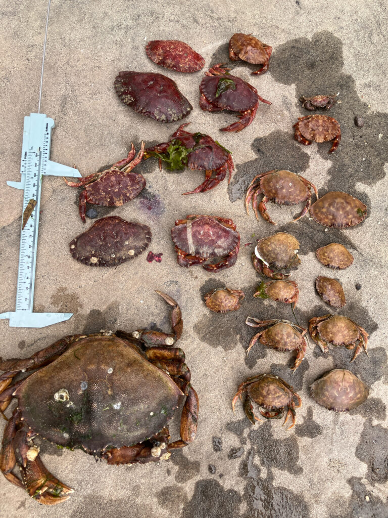 a group of rocks and a knife (MyCoast AI)