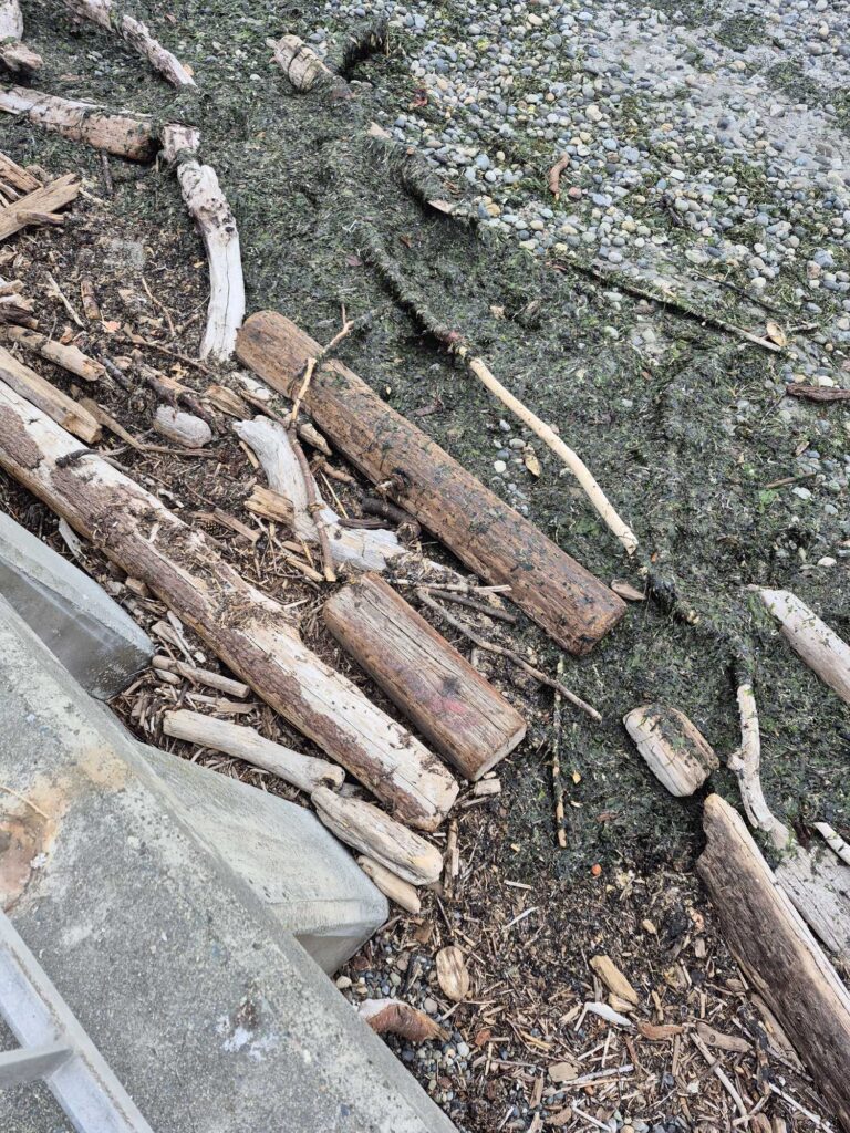a pile of wood (MyCoast AI)