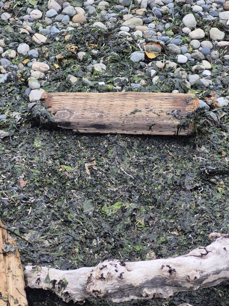 a wood bench in a rocky area (MyCoast AI)