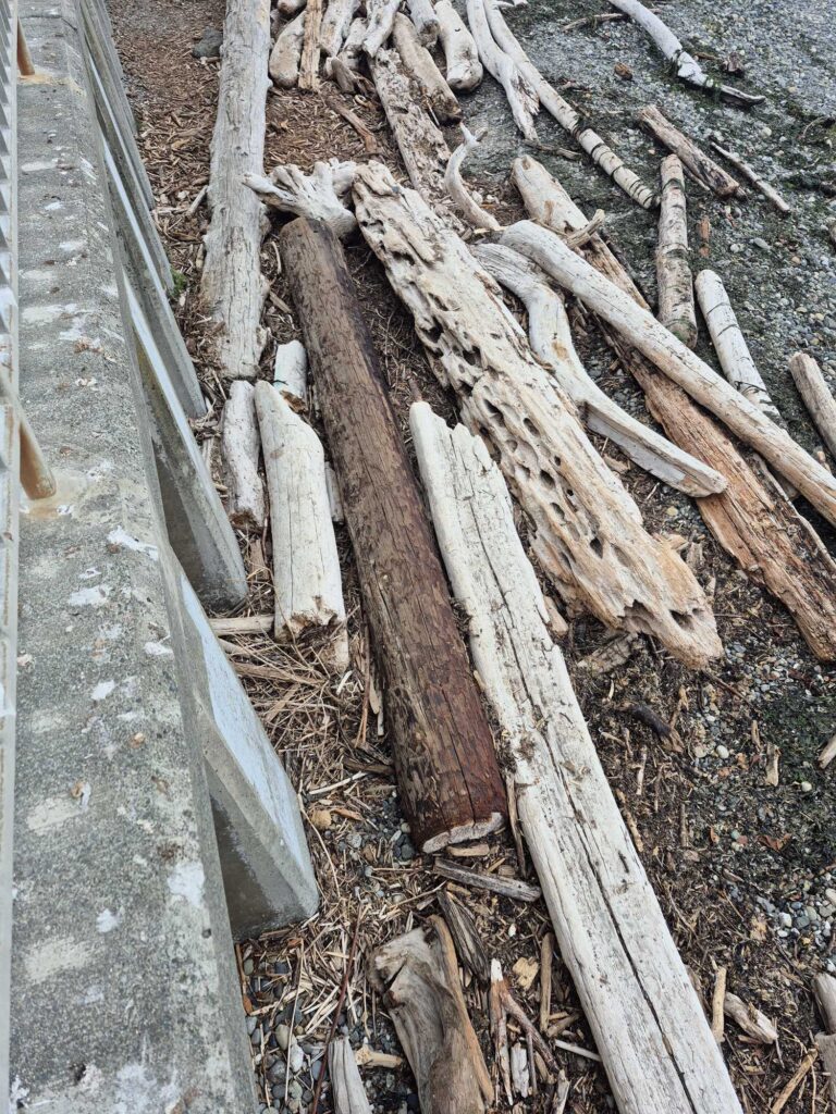 a pile of wood (MyCoast AI)