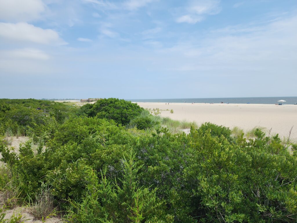 a beach with trees and bushes (MyCoast AI)