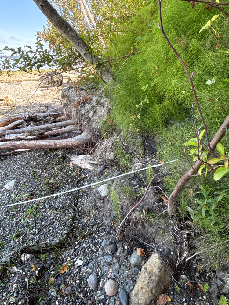 a stream with trees and rocks (MyCoast AI)