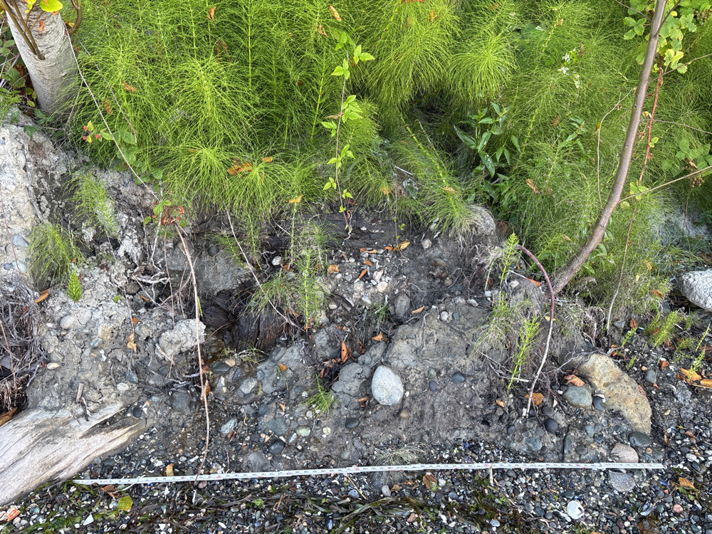 a small stream with rocks and plants (MyCoast AI)