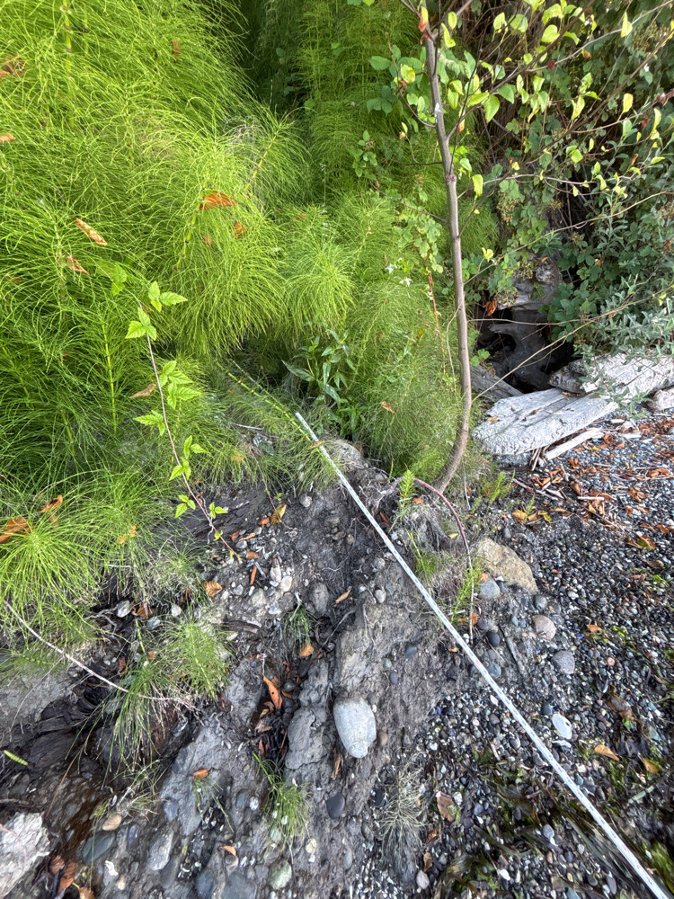 a stream with rocks and plants (MyCoast AI)