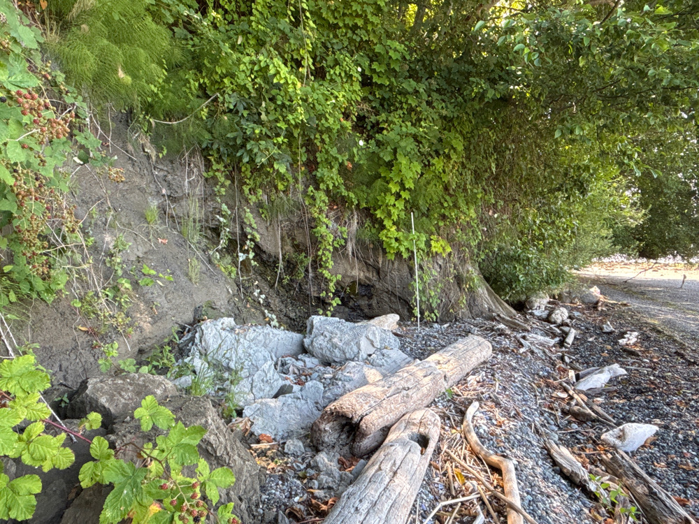 a pile of rocks and trees (MyCoast AI)