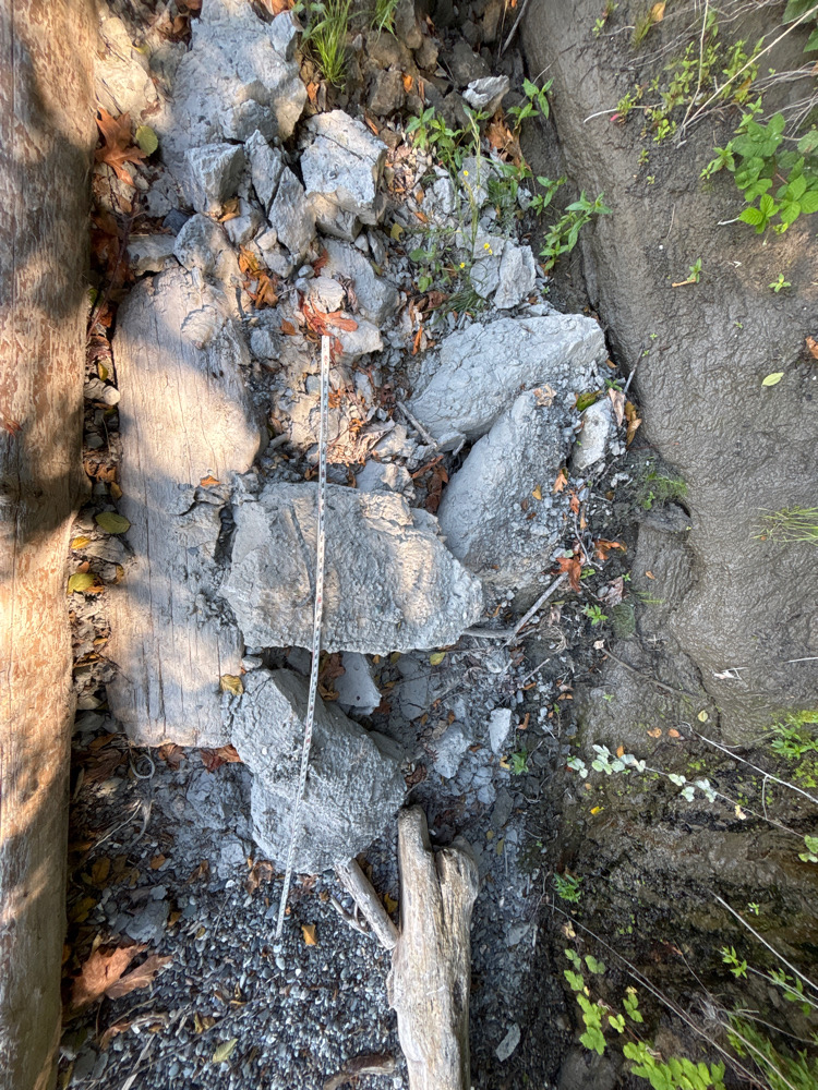 a tree stump with a stick in it (MyCoast AI)