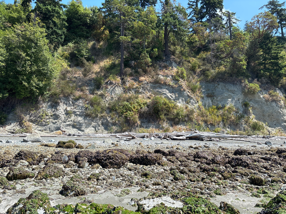 a rocky area with trees in the background (MyCoast AI)