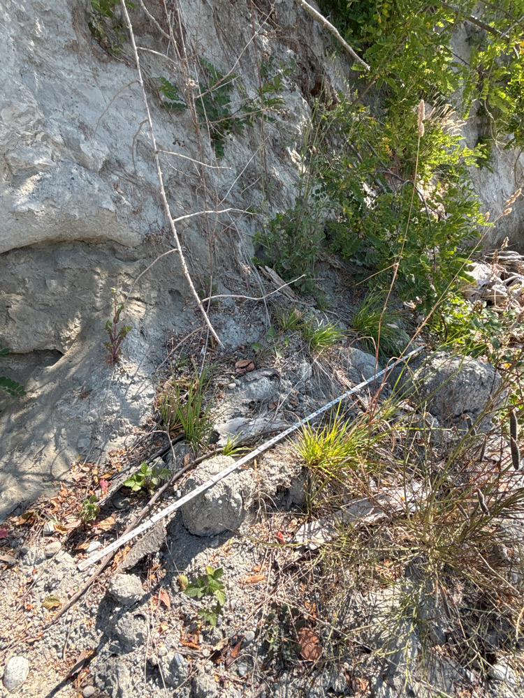 a rocky area with plants and rocks (MyCoast AI)