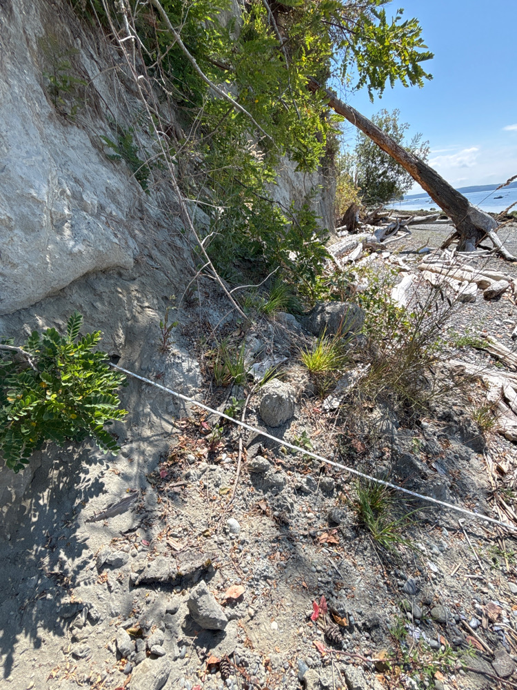 a rocky area with trees and plants (MyCoast AI)