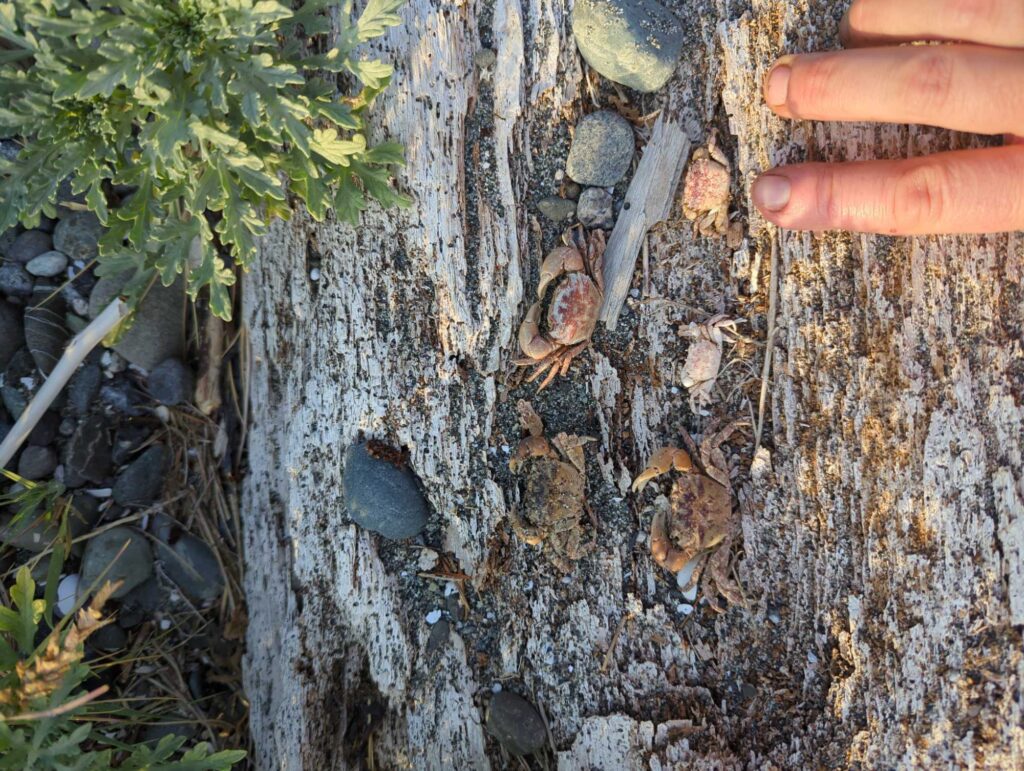 a tree trunk with a hole in it (MyCoast AI)