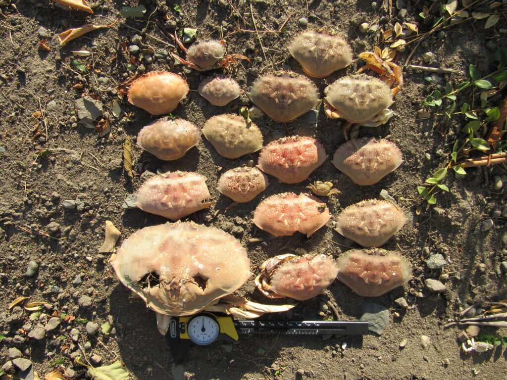 a group of mushrooms (MyCoast AI)