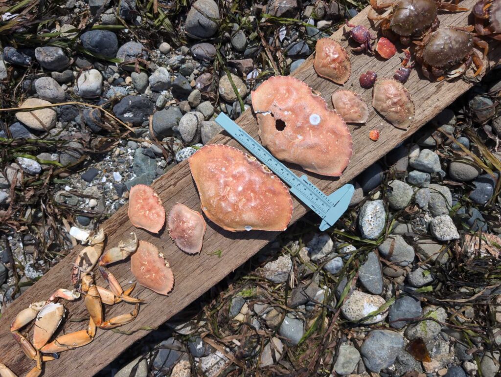 a group of rocks and a log (MyCoast AI)