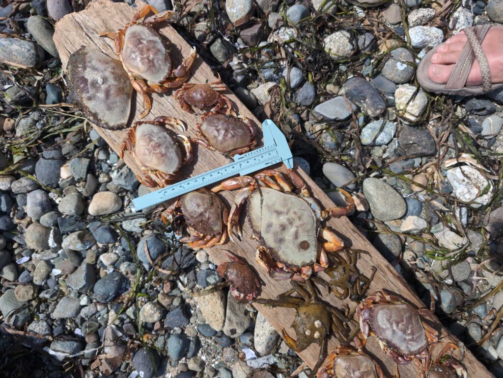 a blue plastic shovel on a pile of rocks (MyCoast AI)