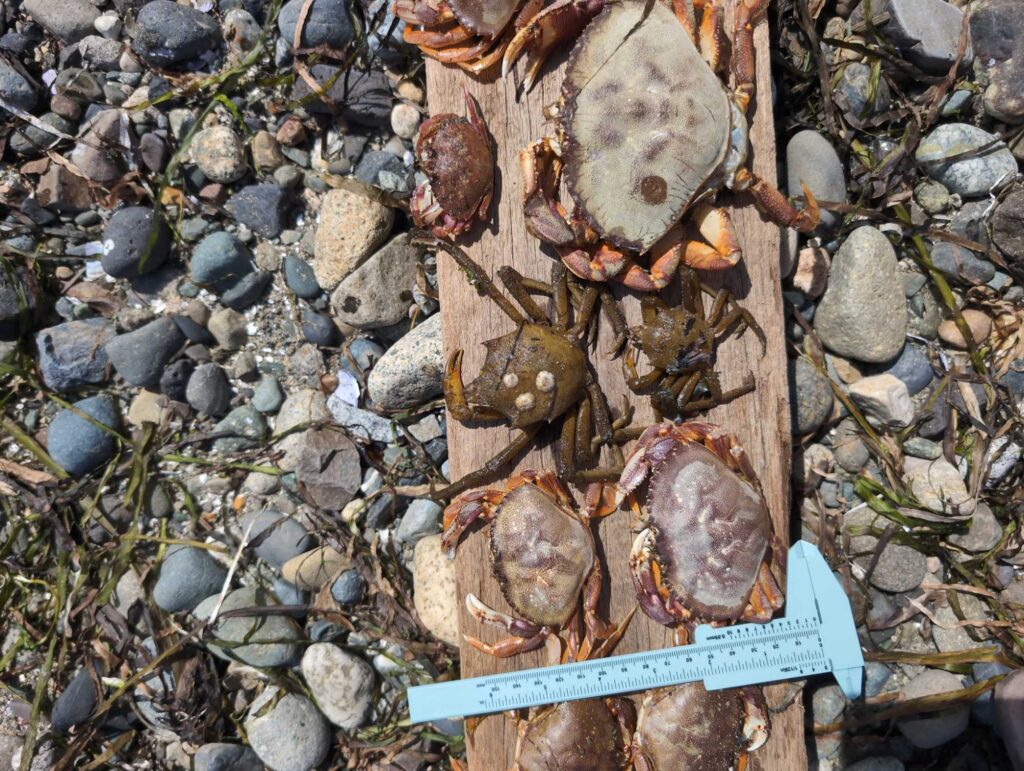 a pile of rocks (MyCoast AI)