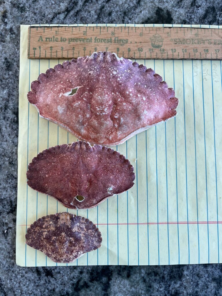 a piece of meat on a paper towel (MyCoast AI)