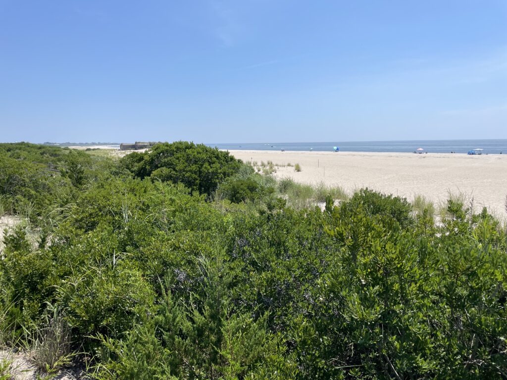 a beach with trees and water in the background (MyCoast AI)