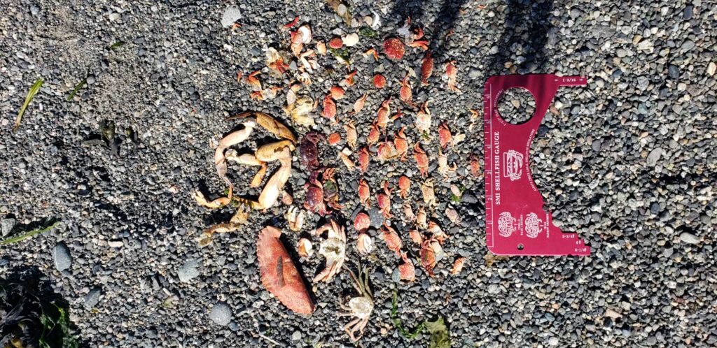a red keychain on the ground with leaves and a red key with Bubblegum Alley in the background (MyCoast AI)