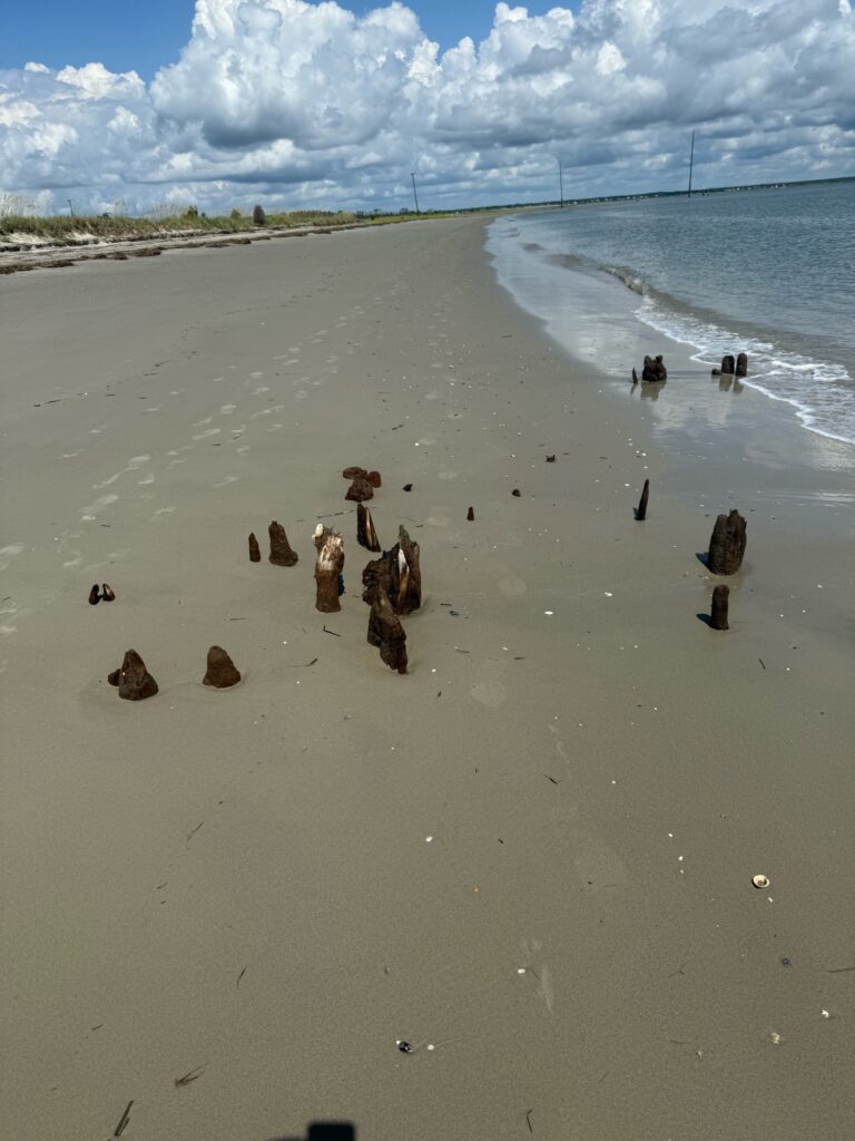 a group of sticks on a beach (MyCoast AI)