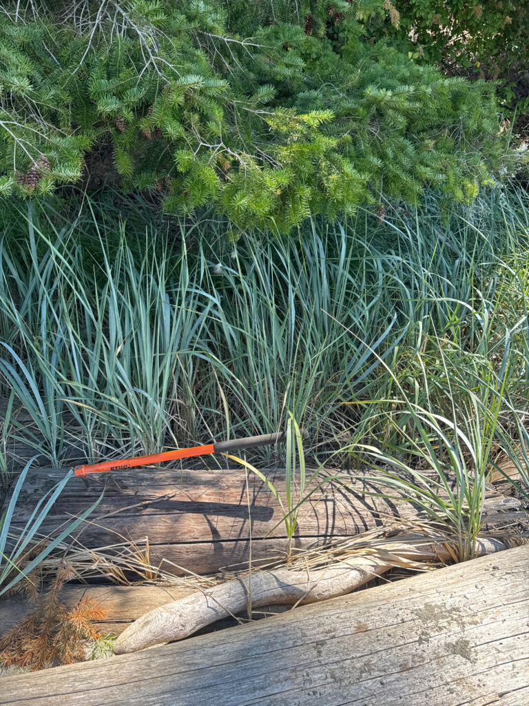 a close-up of some plants (MyCoast AI)