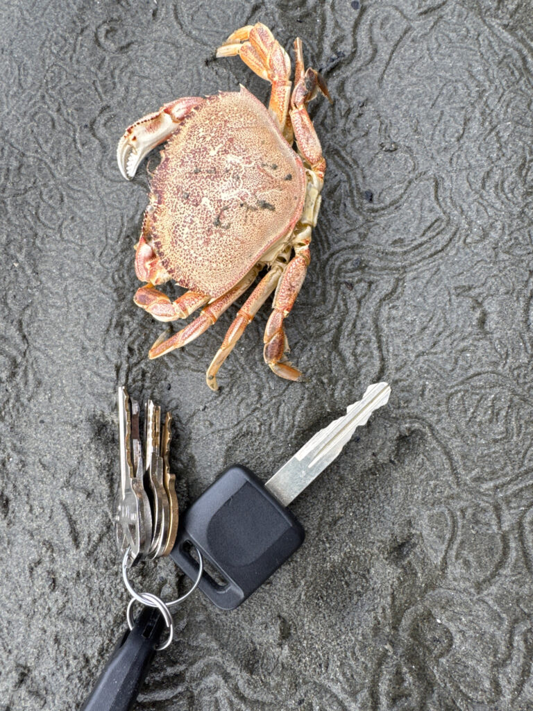 a crab on a rock (MyCoast AI)