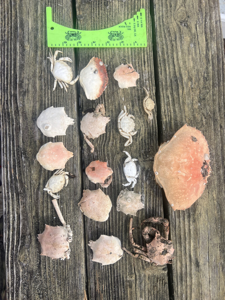 a group of mushrooms (MyCoast AI)