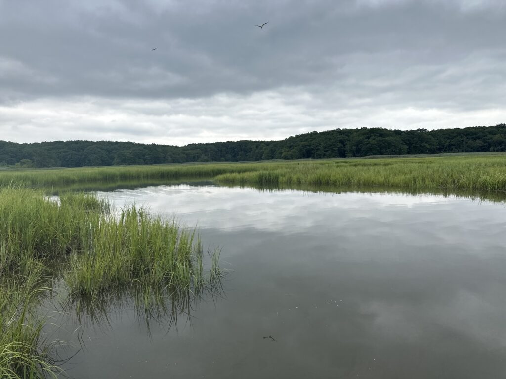 a lake with grass and trees (MyCoast AI)